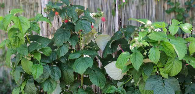 Framboisiez avec quelques framboises rouges, palissade en bois derrière